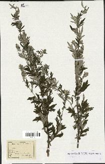 spécimen de Artemisia sp.