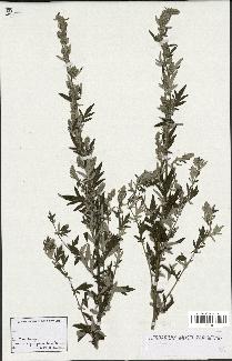 spécimen de Artemisia sp.