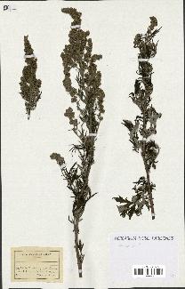 spécimen de Artemisia sp.