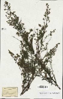 spécimen de Artemisia sp.