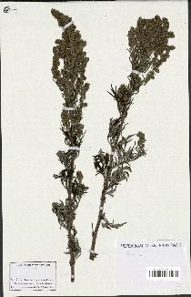 spécimen de Artemisia sp.