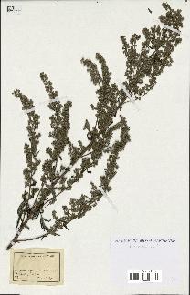 spécimen de Artemisia sp.