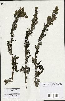 spécimen de Artemisia sp.