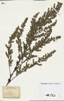 spécimen de Artemisia sp.