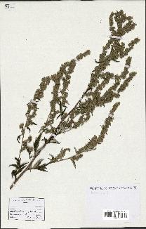 spécimen de Artemisia sp.