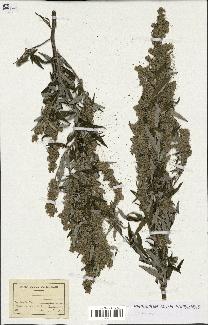 spécimen de Artemisia sp.