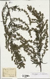 spécimen de Artemisia sp.