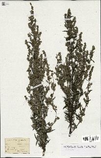 spécimen de Artemisia sp.