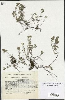 spécimen de Thymus serpyllum