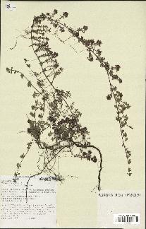 spécimen de Thymus serpyllum