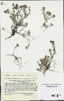 spécimen de Thymus serpyllum