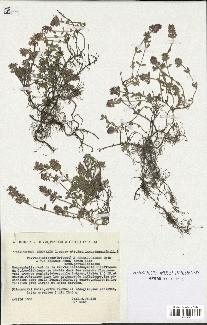 spécimen de Thymus serpyllum