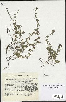 spécimen de Thymus serpyllum