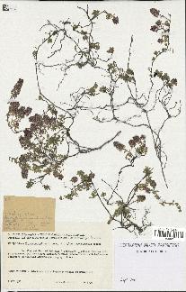 spécimen de Thymus serpyllum