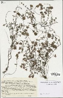 spécimen de Thymus serpyllum