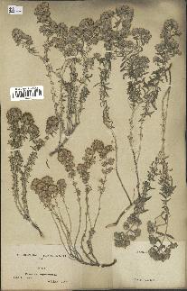 spécimen de Teucrium capitatum