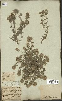 spécimen de Teucrium capitatum