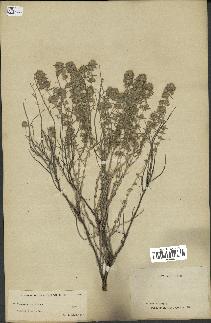 spécimen de Teucrium capitatum