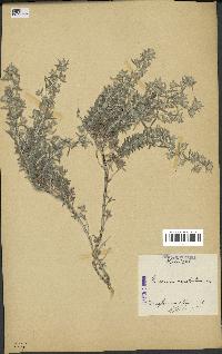 spécimen de Teucrium capitatum