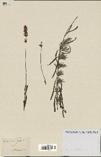 spécimen de Lavandula spica
