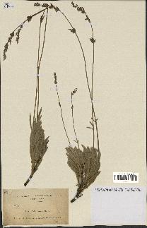 spécimen de Lavandula lanata