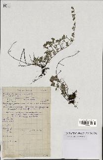 spécimen de Thymus serpyllum