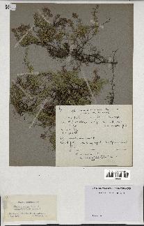 spécimen de Thymus serpyllum