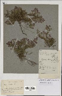 spécimen de Thymus serpyllum
