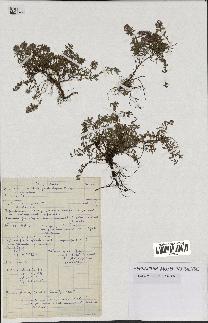 spécimen de Thymus serpyllum