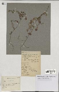 spécimen de Thymus serpyllum