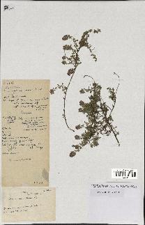 spécimen de Thymus serpyllum