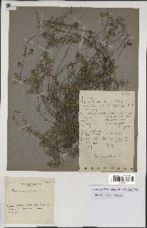 spécimen de Thymus serpyllum