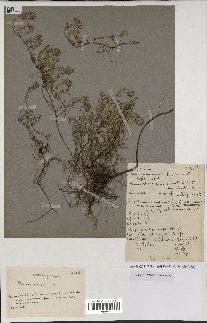 spécimen de Thymus serpyllum