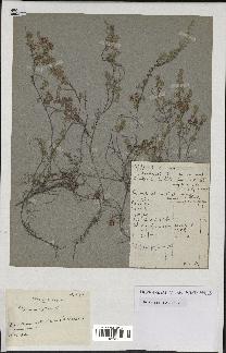 spécimen de Thymus serpyllum