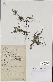 spécimen de Thymus serpyllum