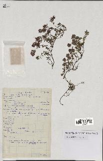 spécimen de Thymus serpyllum
