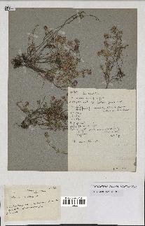 spécimen de Thymus serpyllum