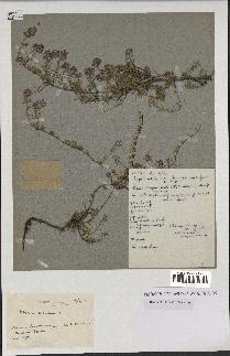 spécimen de Thymus serpyllum