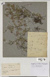 spécimen de Thymus serpyllum