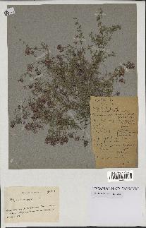 spécimen de Thymus serpyllum
