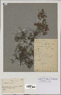 spécimen de Thymus serpyllum
