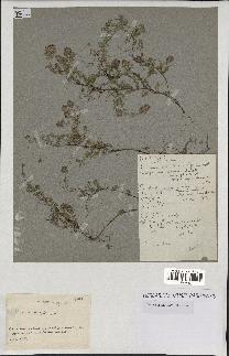 spécimen de Thymus serpyllum