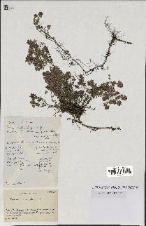 spécimen de Thymus serpyllum