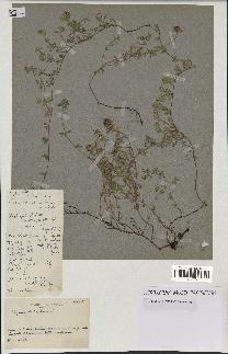 spécimen de Thymus serpyllum