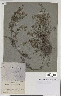 spécimen de Thymus serpyllum