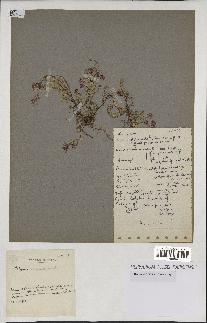 spécimen de Thymus serpyllum