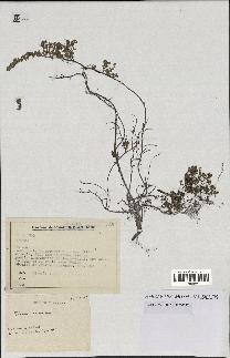 spécimen de Thymus serpyllum