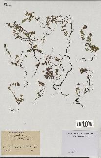 spécimen de Thymus serpyllum