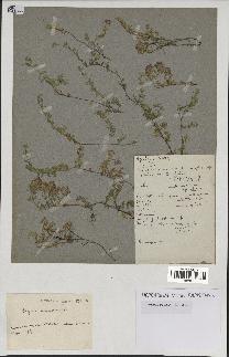 spécimen de Thymus serpyllum