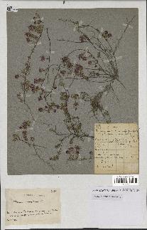 spécimen de Thymus serpyllum